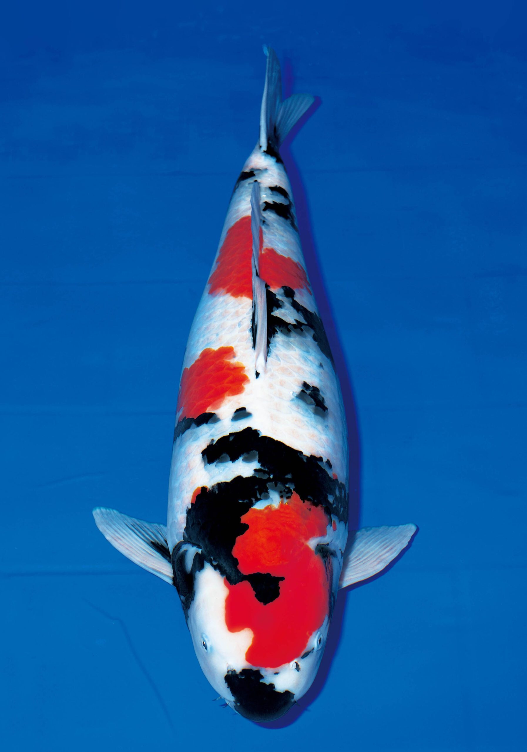 ★第１３回★No.6★生産証明書付★大日養鯉場★野池上がり★２歳　昭和　メス★ ☆第４回☆No.14☆生産証明書付☆大日養鯉