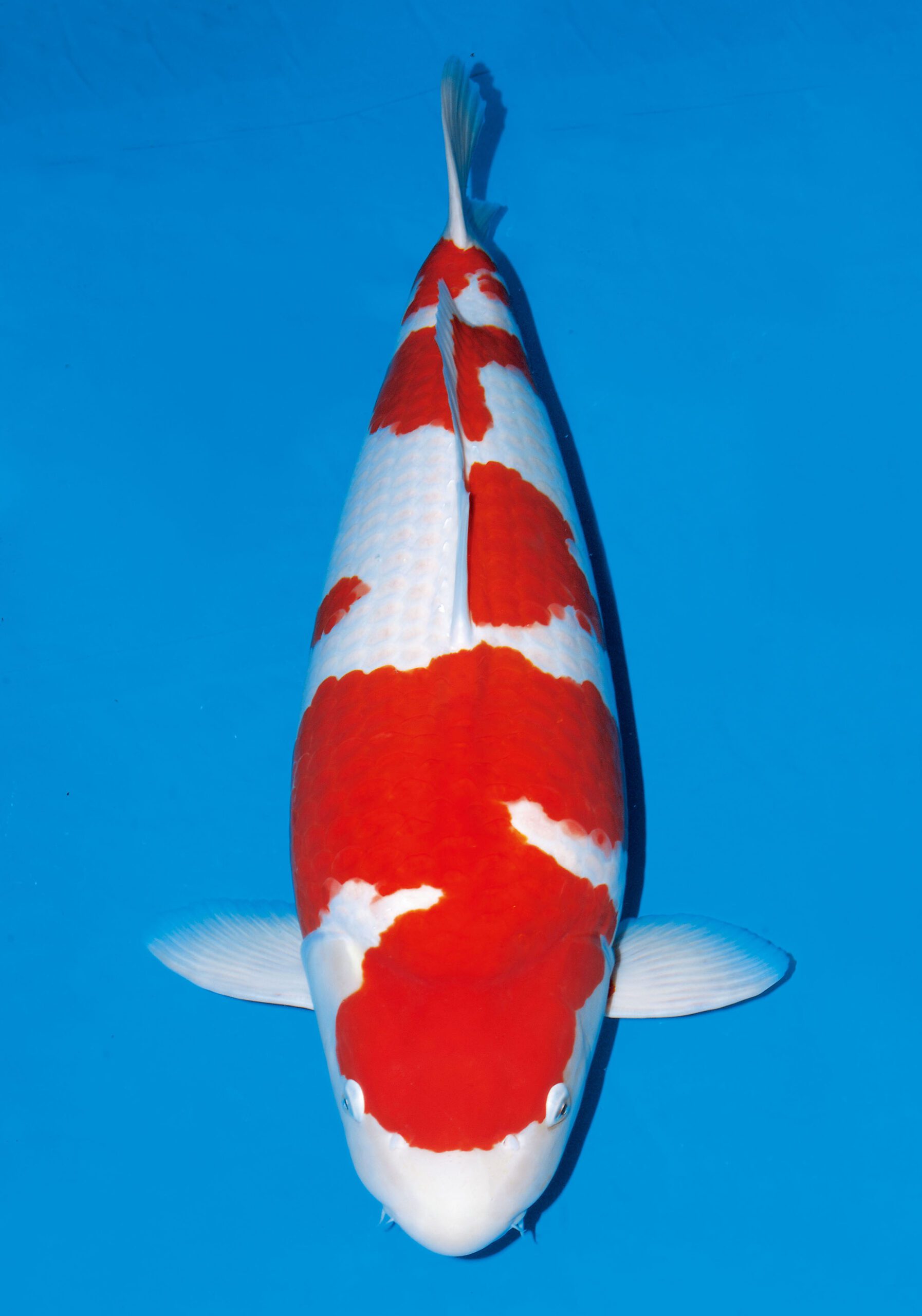 極み立て鯉 紅白SP7【大日養鯉場・・本店産】 当歳 放流時30cm 5月 