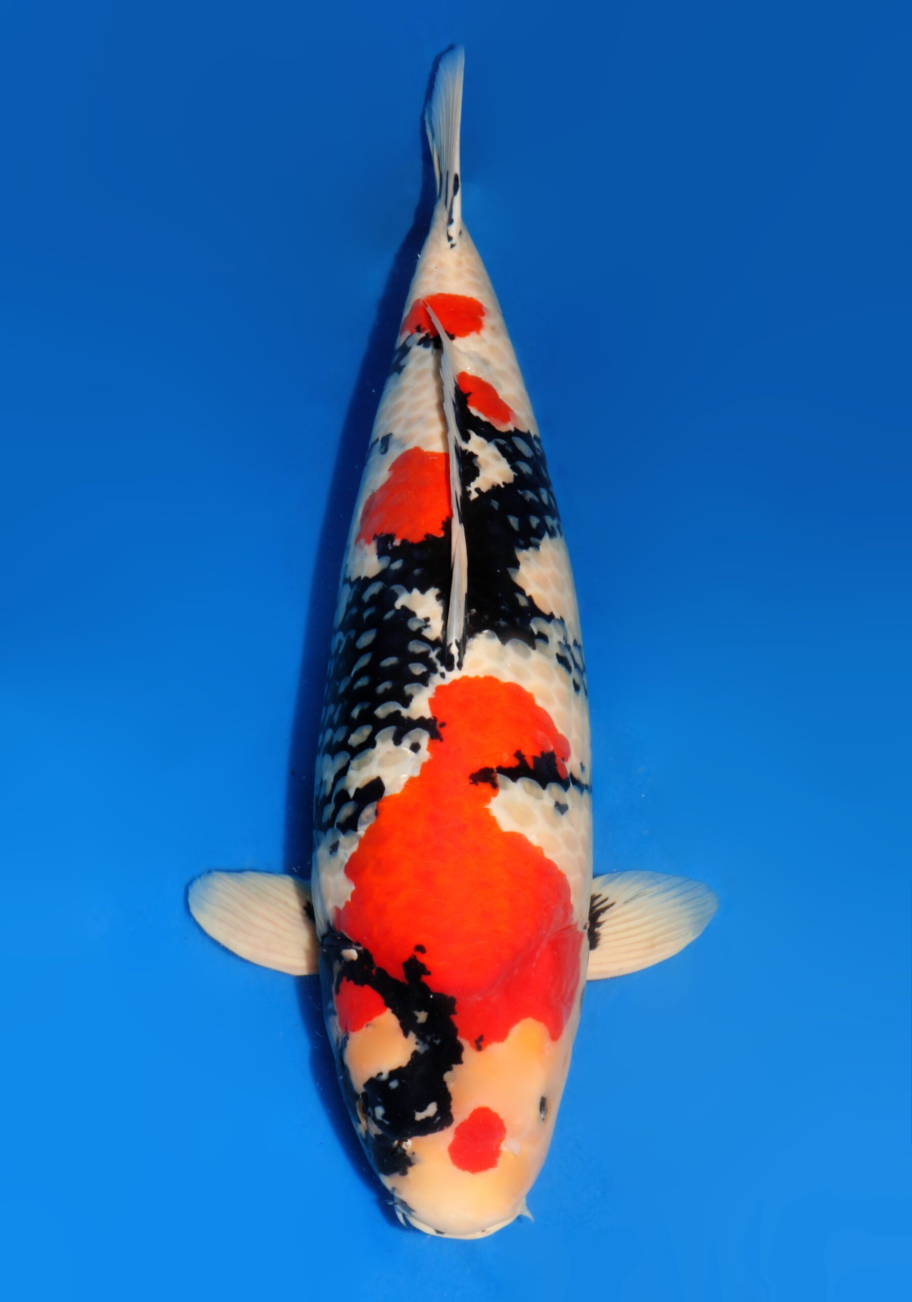 ☆大日養鯉場本店直送☆山吹黄金50cm!No54オス