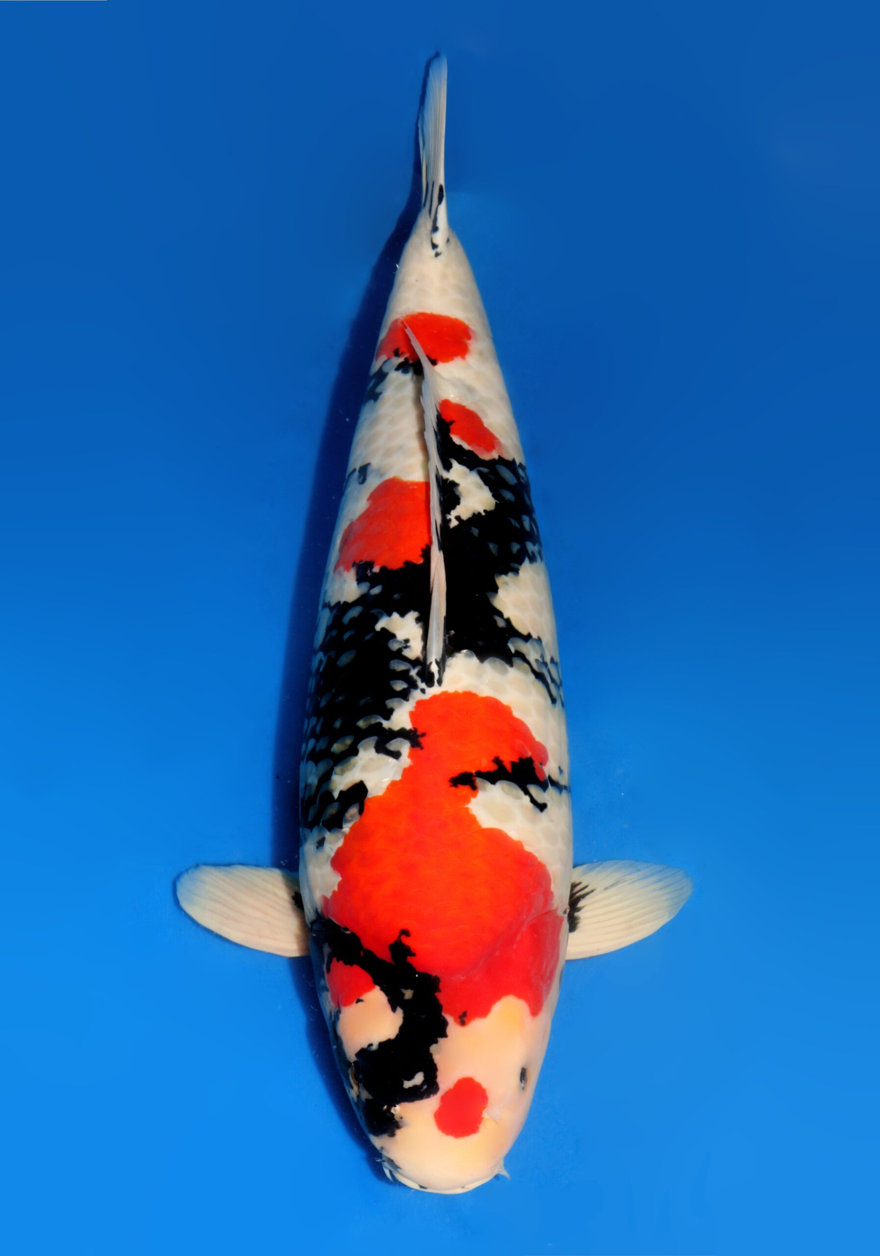 【 魚酔 】 大日養鯉場産 明２才 紅白 40cm #S-9134