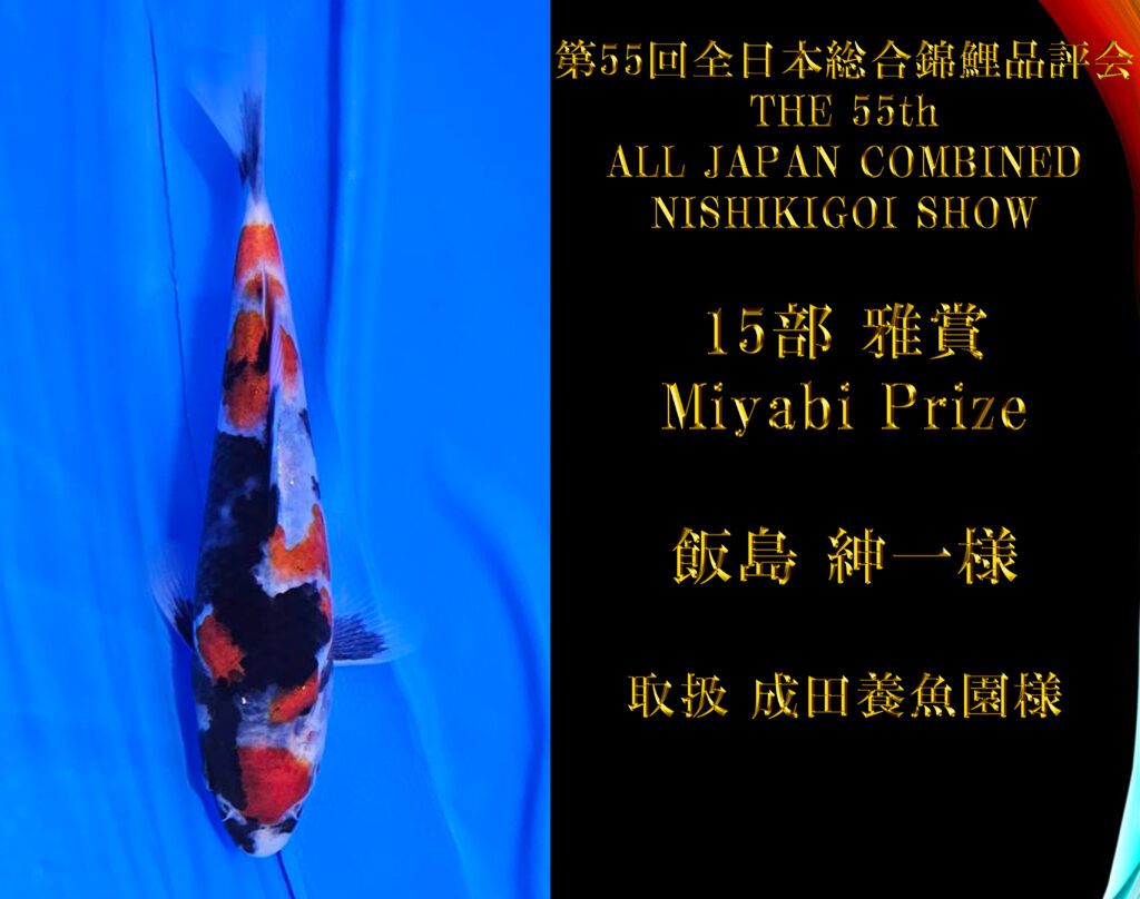 15部昭和三色_雅賞_Miyabi- 