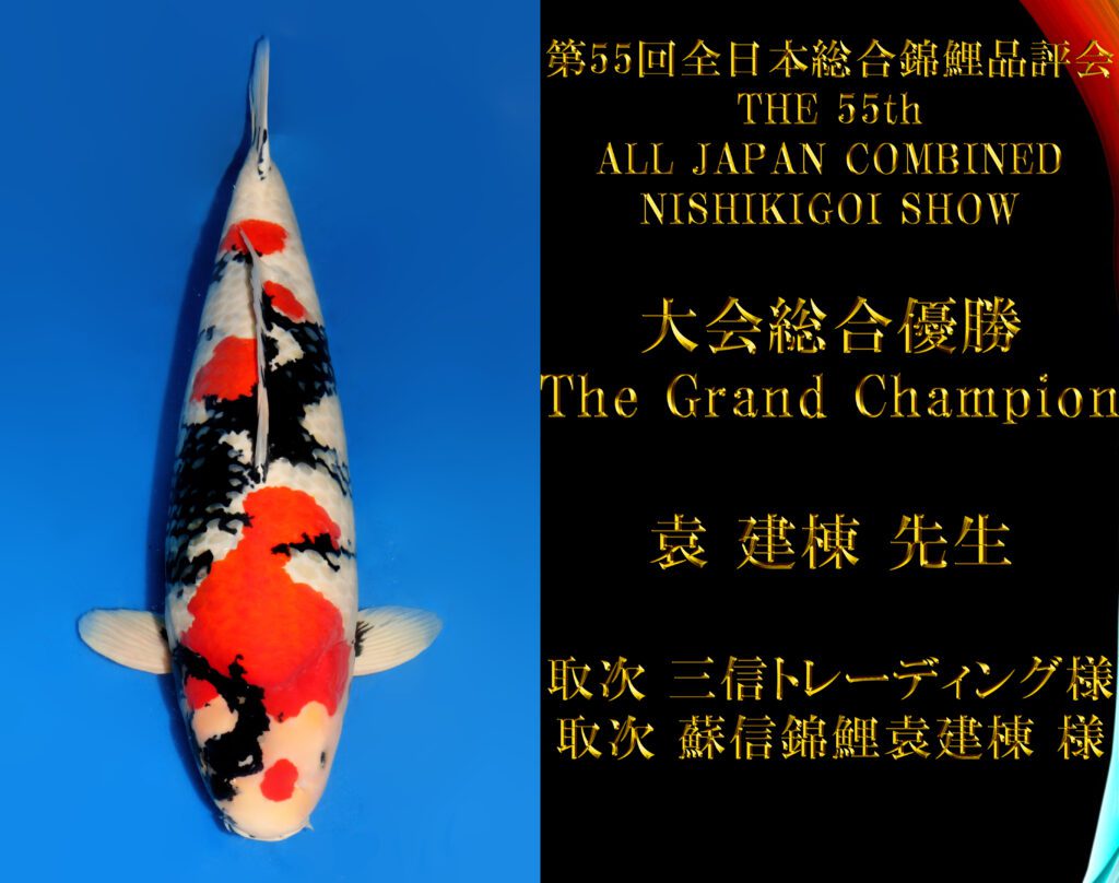 【革命鯉】 №２　★新潟仕入れ　第十章★　　【坂牧養鯉場　作出鯉】　 　即品評会鯉　　紅白　 ２才　　３５cm 　不明　　生産証明書付 坂牧養鯉場 &frasl; 錦鯉通販販売仙助