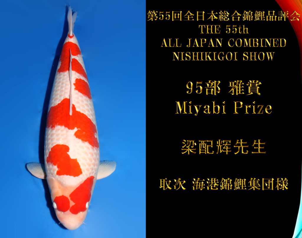 錦鯉夢屋【品評会用！】51㎝位ナイスバディ1211－4，紅白(斉藤養鯉場、山古志産、)22年産　特級品【動画有】 第72回長岡市錦鯉品評会。#️\u20e3nishikigoi#️\u20e3koi