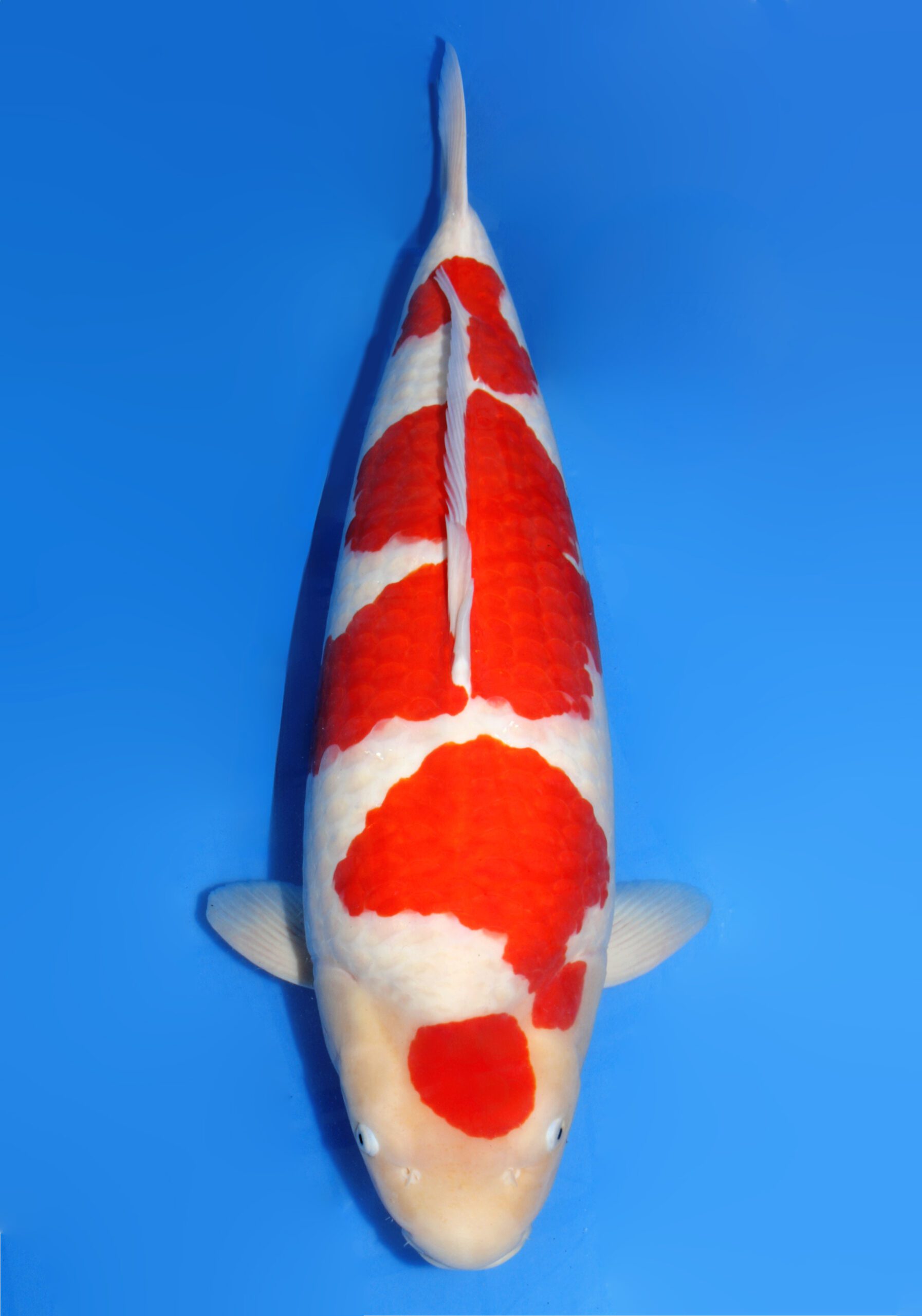 ★第２０回★No.9★大日養鯉場★当歳　紅白★ 錦鯉大和 大日養鯉場 丹頂紅白 D-20