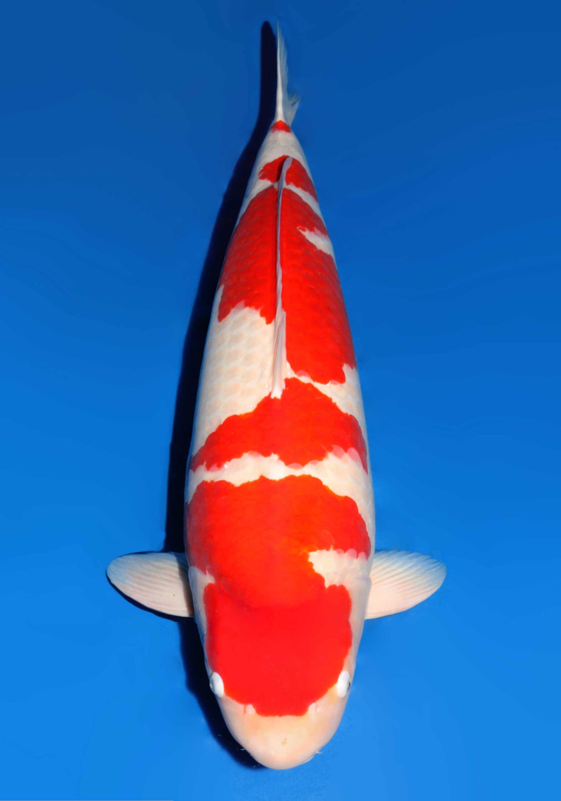 第65回新潟県錦鯉品評会 農林水産大臣賞 - 大日養鯉場株式会社